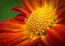 Blomstermakro
