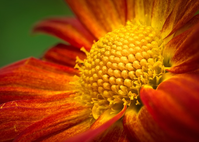 Blomstermakro