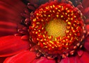 Flower eye