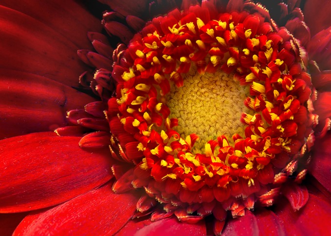 Flower eye