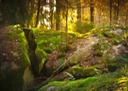 Sagoskog