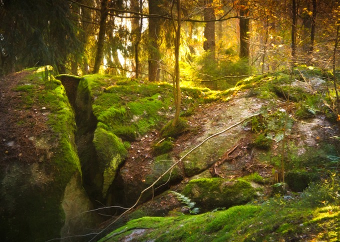Sagoskog
